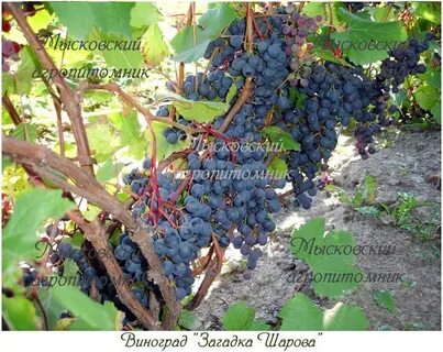 Загадка шаровой