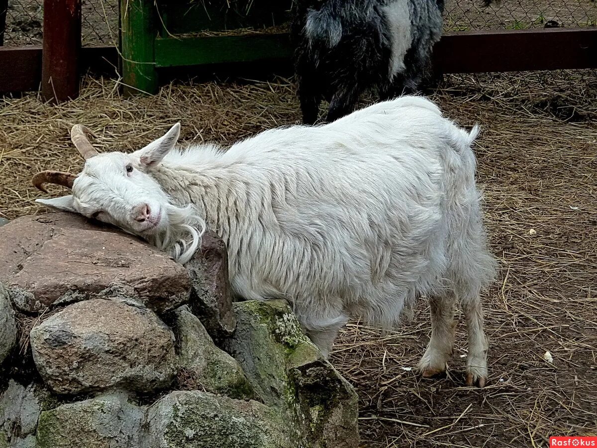 чем лечить козлят