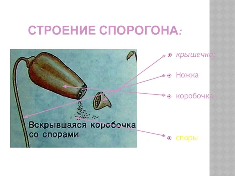 Ножка спорогона. Строение коробочки спорогона мхов. Кукушкин лен строение коробочки. Строение коробочки спорогона Кукушкина льна. Строение спор кукушкиного льна.