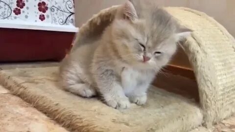 Хороший котик видео