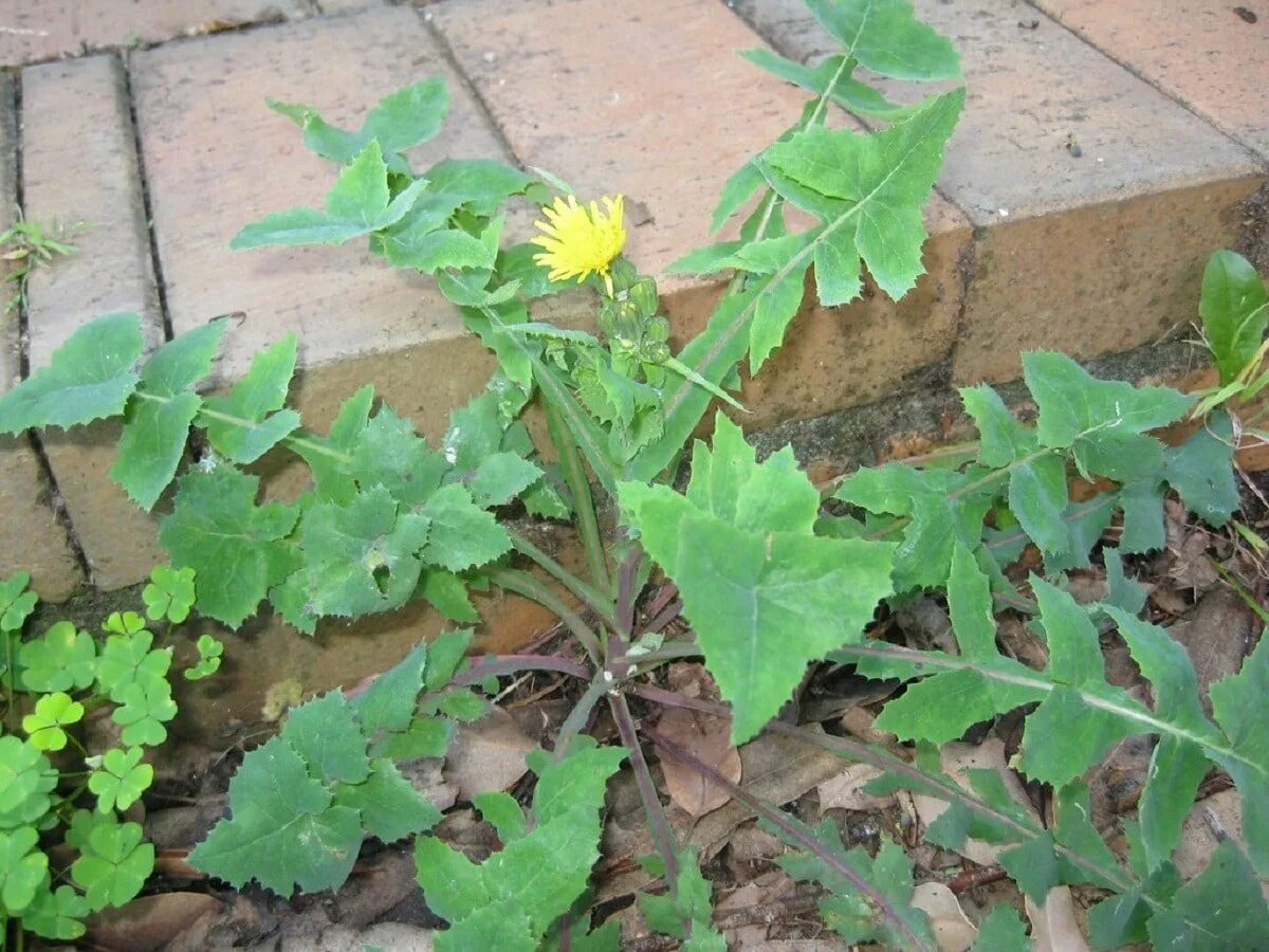 Сорняк проверочное. Осот огородный сорняк. Осот огородный (Sonchus oleraceus). Молочай осот огородный. Осот полевой (Sonchus arvensis),.