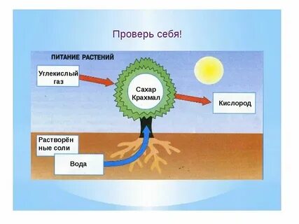 Модель дыхания и питания растений