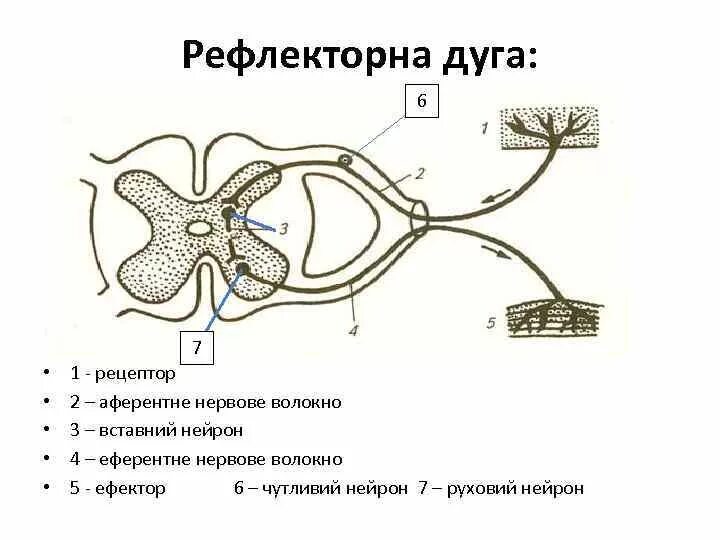 Строение рефлекторной дуги рисунок