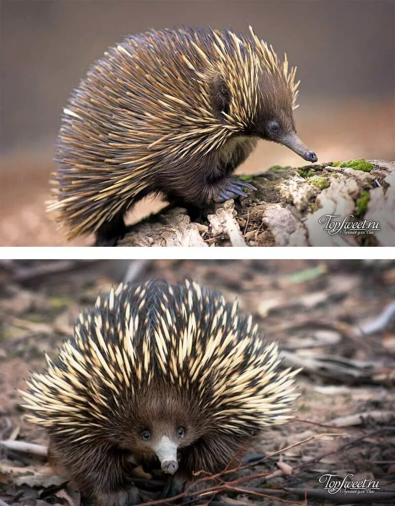 Австралийская ехидна описание. Ехидны обитают. Ехидны обитают. Австралийская ехидна среда обитания. Гнездо ехидны.