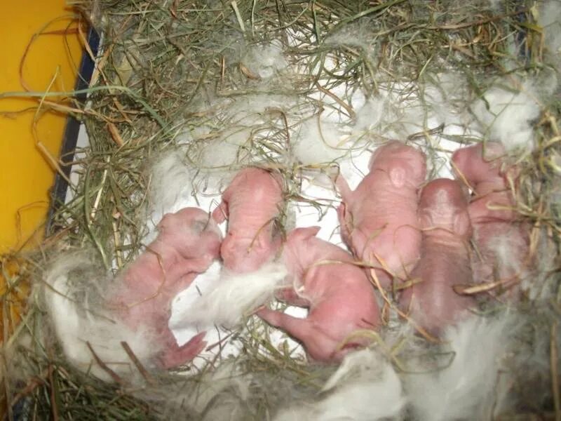 Сколько беременность у кроликов. Новорожденные крольчата.
