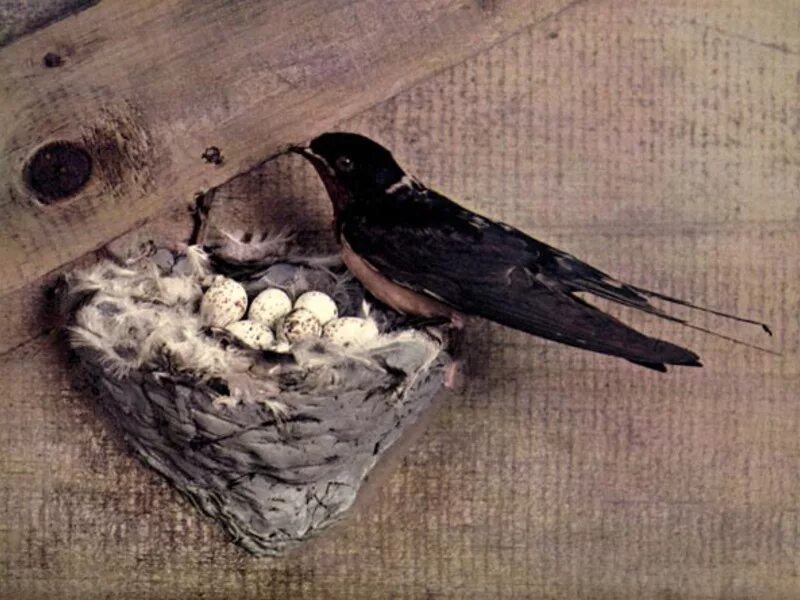 Откладывание яиц ласточками какое размножение. Откладывание яиц ласточками какое размножение. Черный стриж гнездо. Яйца стрижа. Гнездо деревенской ласточки.