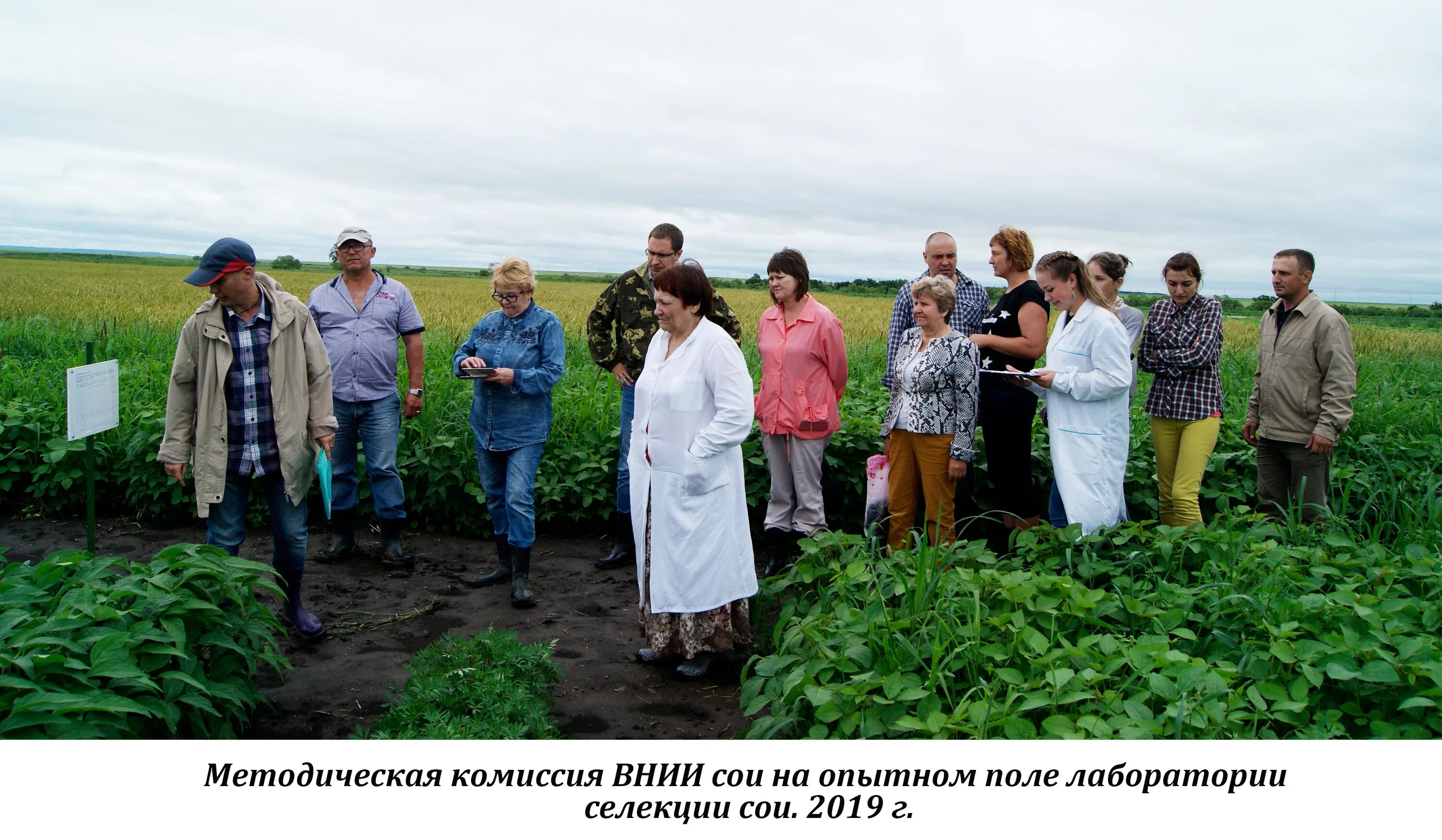 внии сои. агротехнологии. фото кучи с соей у фермеров на базе в ноябре. научно исследовательский институт сои. растение nicotiana tabacum.