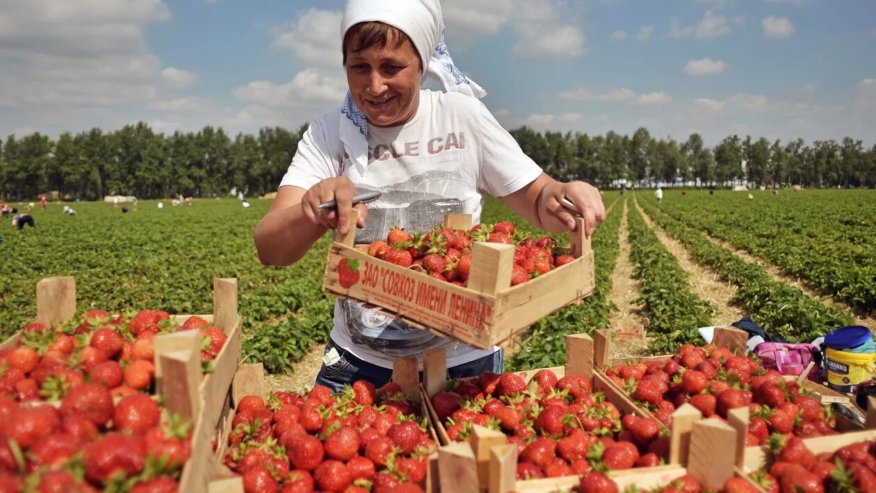 Совхоз имени ленина московская область клубника. Совхоз имени ленина клубника. Совхоз имени ленина московская сбор клубники. Совхоз имени ленина московская сбор клубники. Зао совхоз имени ленина поля.