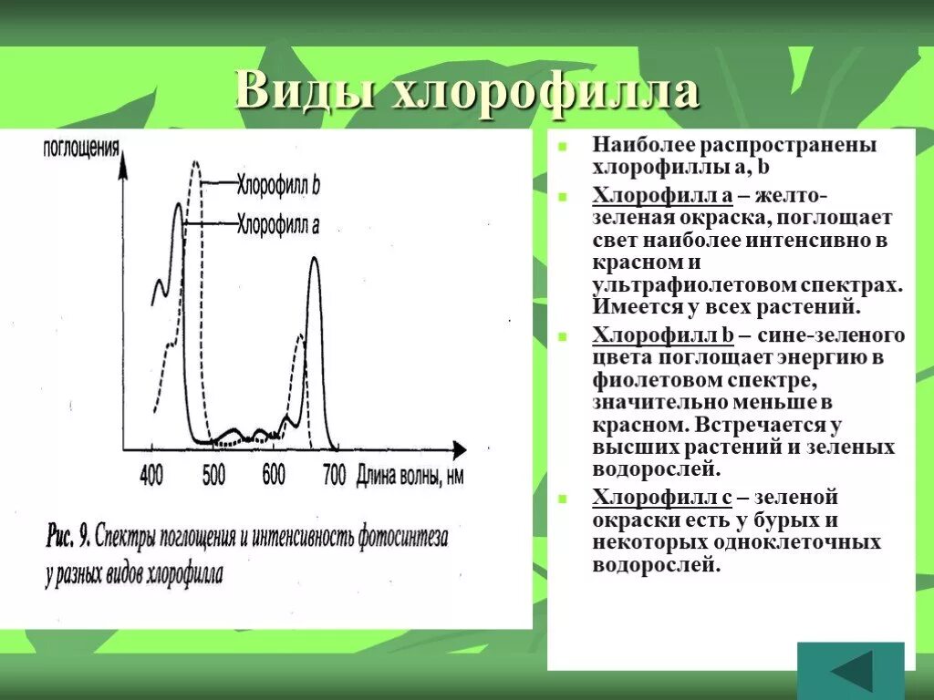 . Спектры поглощения хлорофиллов а и б. Спектры поглощения хлорофилла а и б. Спектр поглощения хлорофилла. Типы хлорофиллов. Хлорофиллы поглощают свет