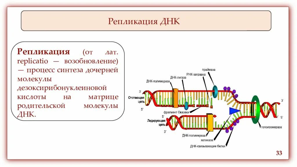 Характеристики процесса репликации. Схема репликации у прокариот. схема репликации днк. репликация днк у эукариот. этапы репликации днк.