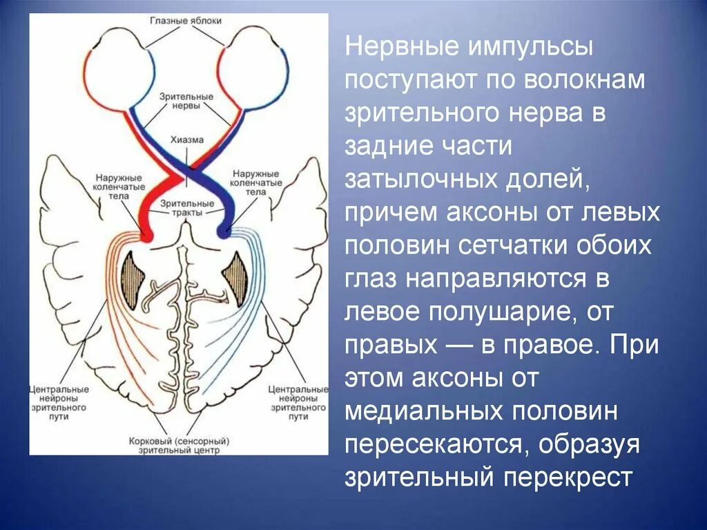 Зрительный нерв образован. Части зрительного нерва. Зрительный нерв образован аксонами. Волокна зрительного нерва части. Аксон зрительного нерва.