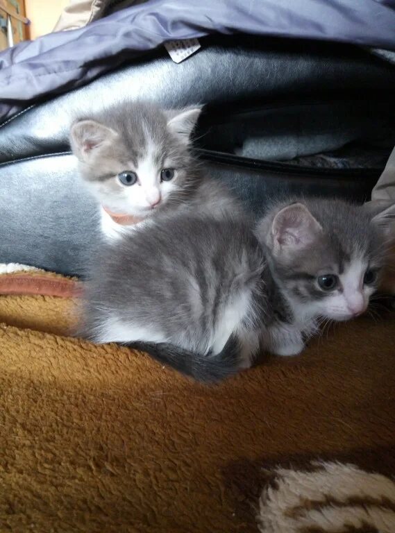 Шотландские котята пенза. Котята екатеринбург свежие объявления. Отдам серого котенка. Котята екатеринбург свежие объявления. Котята екатеринбург.