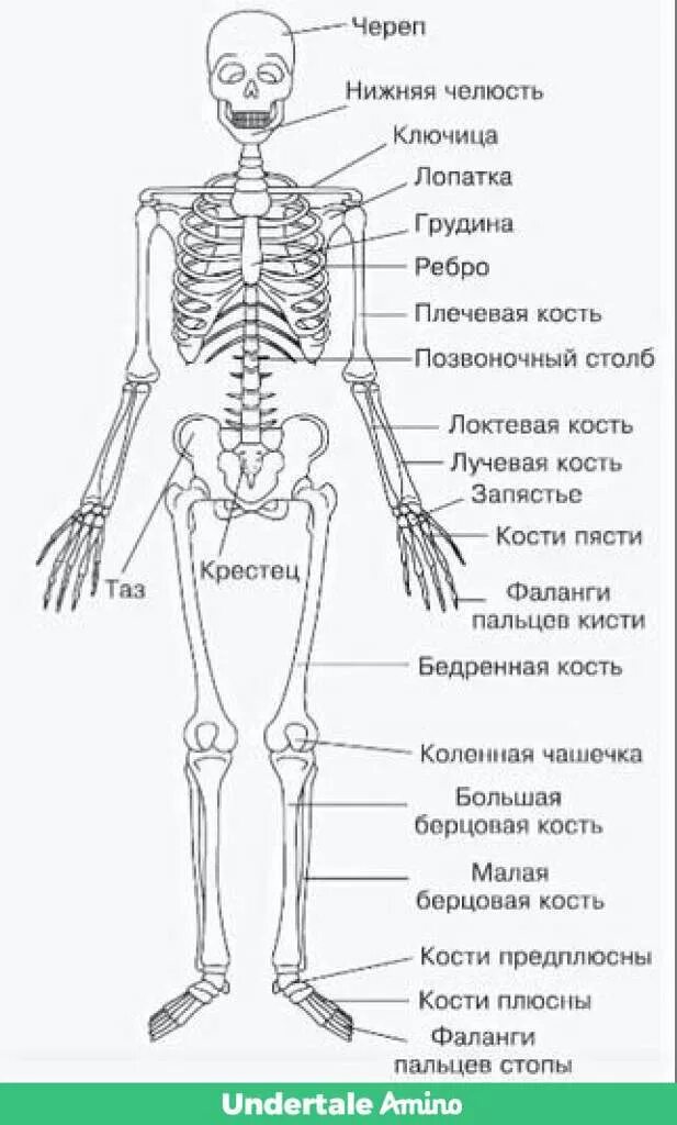 где находится кость скелета. длинные трубчатые кости человека. скелетная система человека анатомия. скелет туловища человека с названием костей. строение скелета кости.