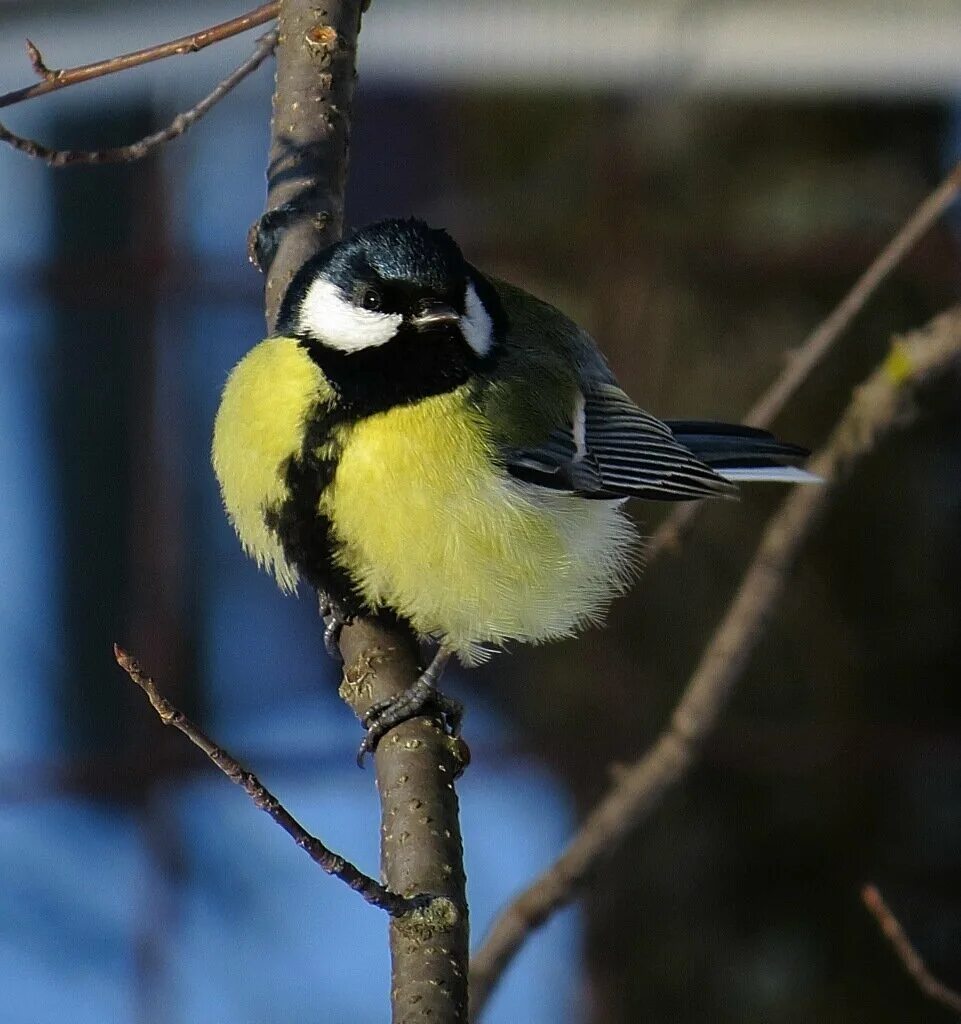 Зимняя птица с желтой грудкой. Желтоспинный снегирь фото. Птица с желтой грудкой. Зеленушка зимой. Желтая птичка зимой.