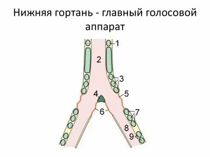 Нижняя гортань
