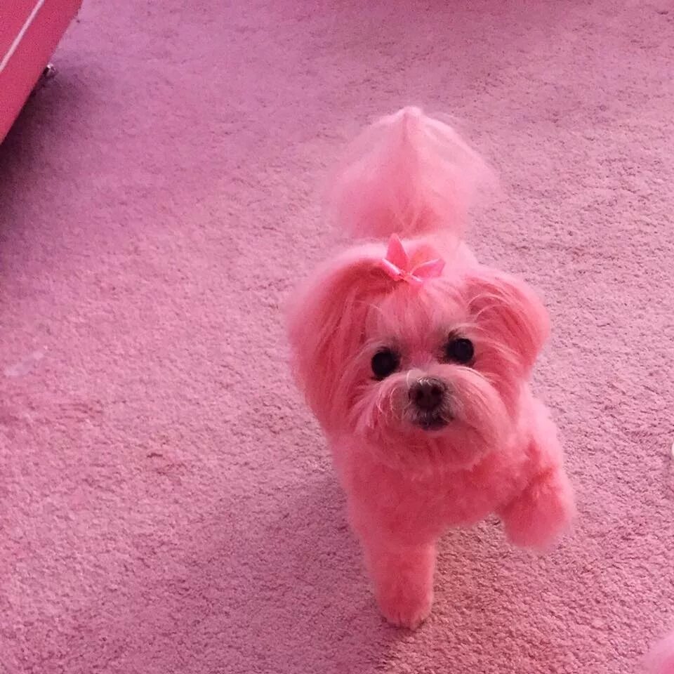 Розовая собака. Розовый щеночек. Собачка розового цвета. Красивая розовая собачка. Видео про розовые