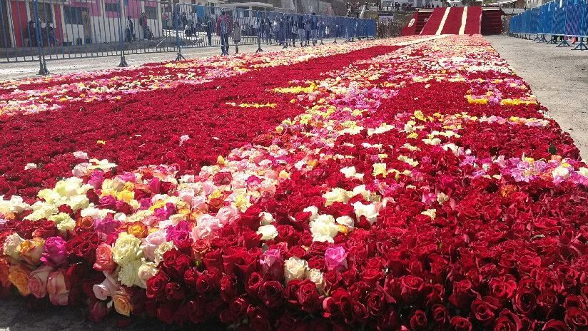 Сколько роз в россии. Самый большой букет в мире. Много роз. Самый большой букет роз в мире. Самый большой букет в мире из роз.