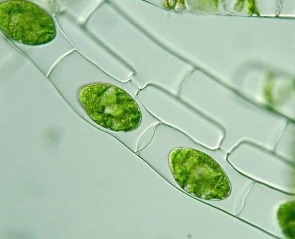 Конъюгация спирогиры. Spirogyra конъюгация. Конъюгация водоросли спирогиры. Лестничная конъюгация спирогиры. Спирогира водоросль.