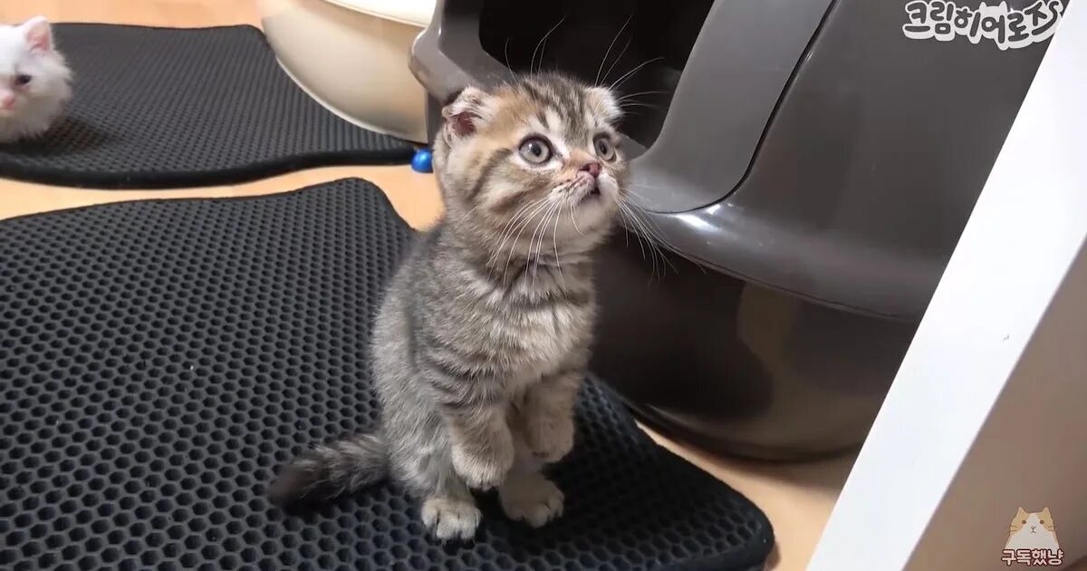 Kitten latenight