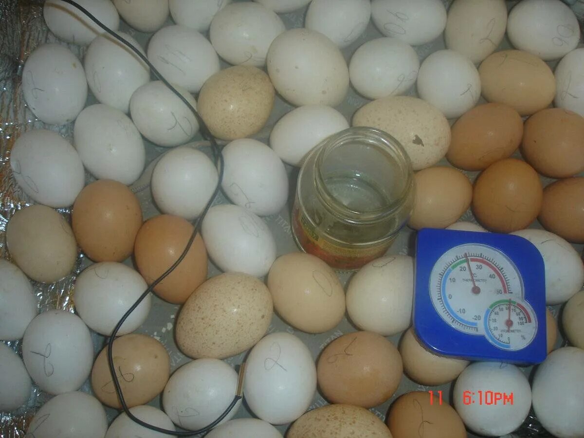 Можно ли закладывать яйца из холодильника. Утиные яйца в инкубаторе. Магазинные яйца в инкубатор. Инкубатор на 50 яиц. Яиц закладывается в инкубатор.