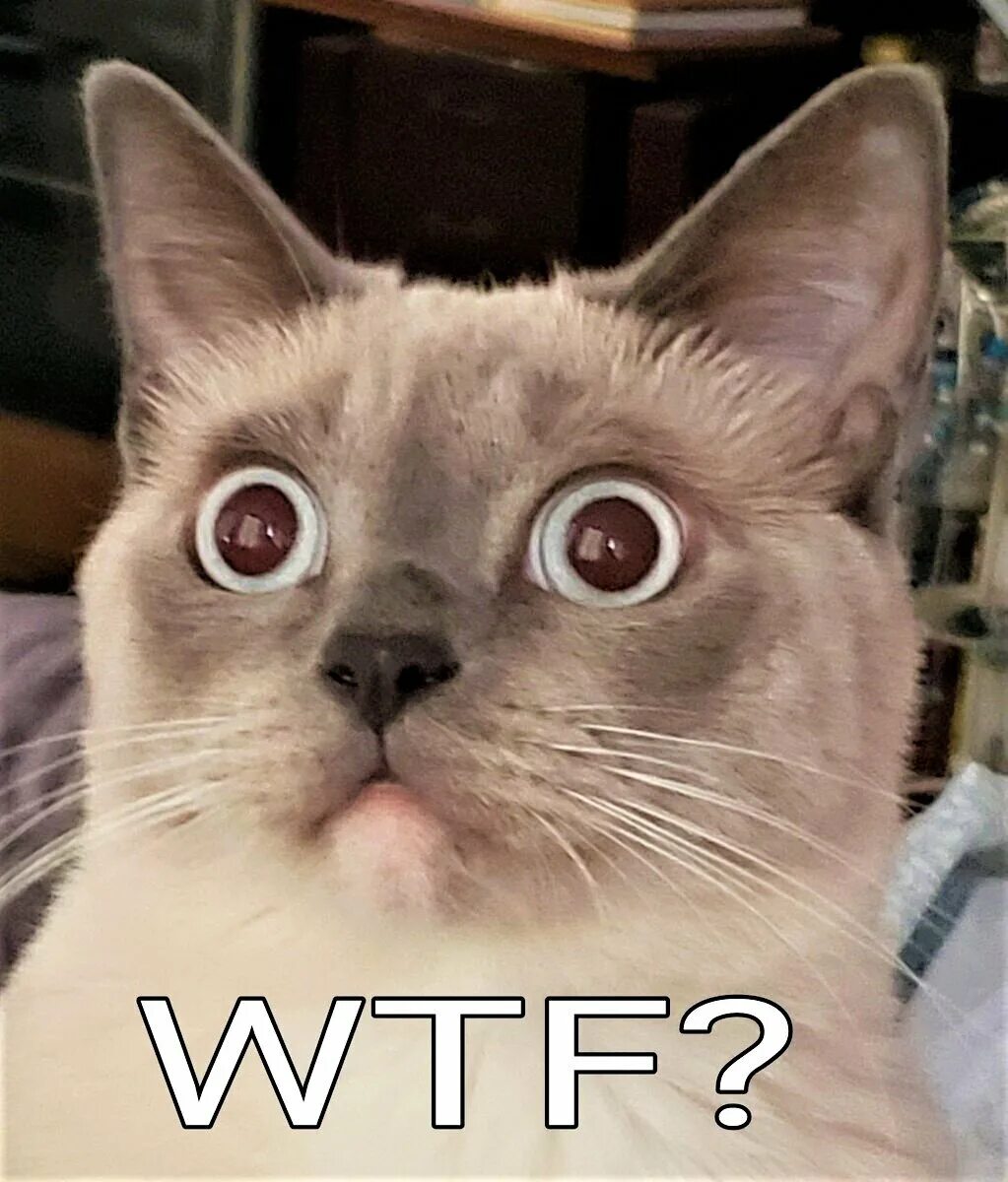 Wtf t. Кот wtf. мем втф. wtf мем. wtf мем с котом.