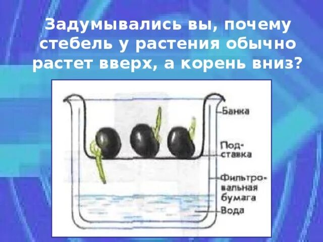 Семена яблони рисунок для детей. Почему корни растут вниз. Почему корни растений растут вниз. Геотропизм. Утолщения на корнях яблони.