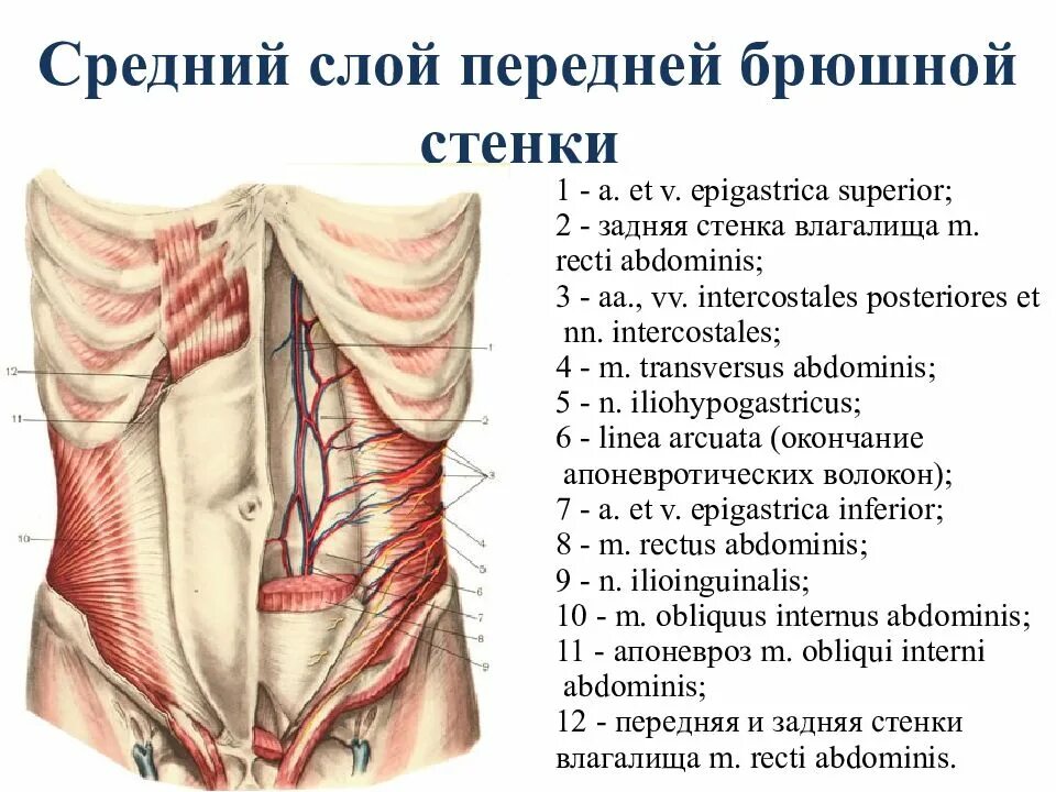 Стенка анатомия. Мышцы передней брюшной стенки топографическая анатомия. Мышцы передней стенки брюшной полости анатомия. Слои брюшной стенки анатомия. Топографическая анатомия передней брюшной стенки живота.