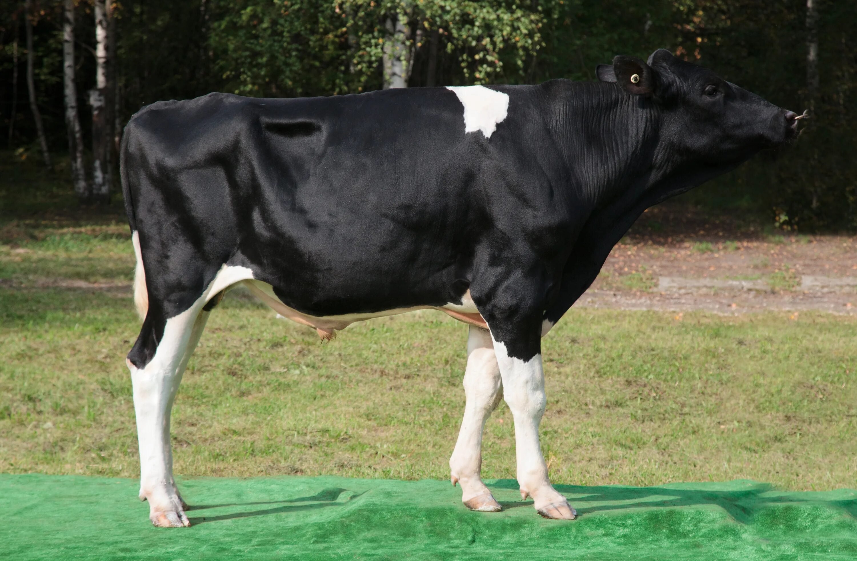 Голштинская порода Быков. Голштинская корова. Голштинские быки 500 кг.