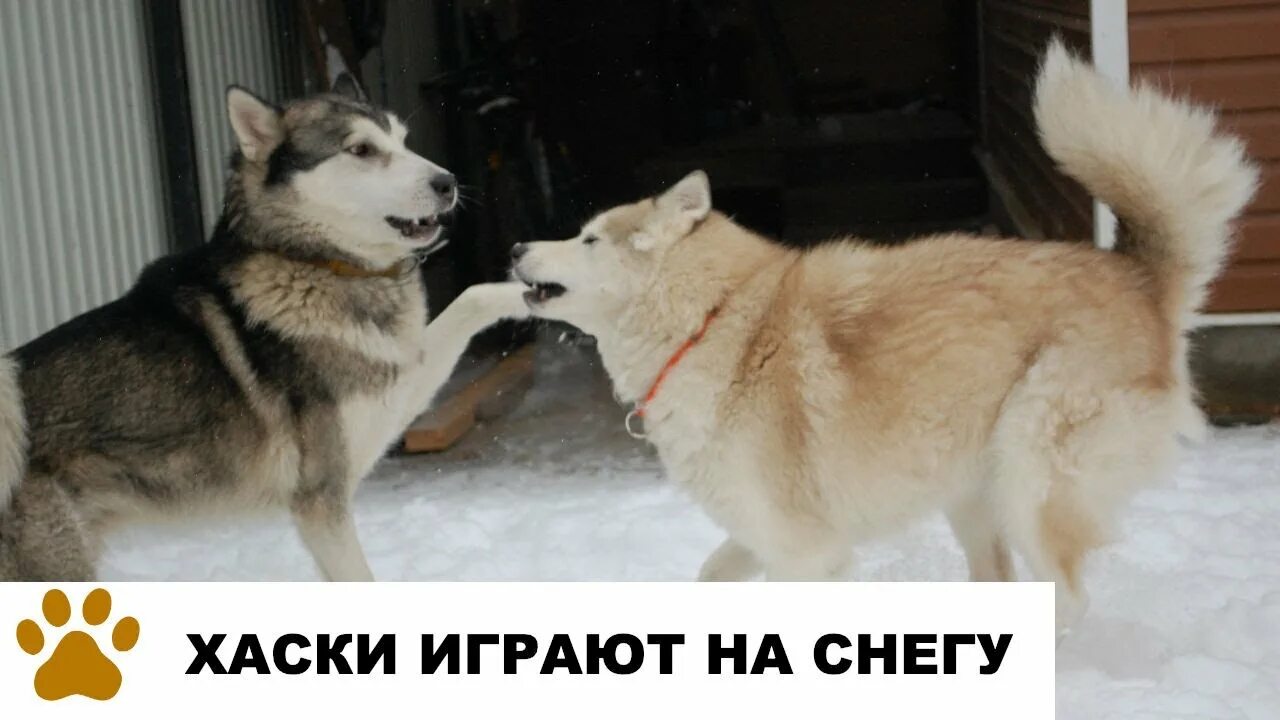 Играющая хаски. Маламут и хаски отличия. различия хаски и маламута. хаски играет. хаски бесится.