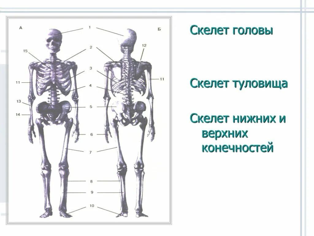 Скелет головы туловища и конечностей. Скелет головы скелет туловища скелет верхней и нижней конечностей. Скелет головы и туловища 8 класс. Скелет туловища, головы, верхних и нижних конечностей.