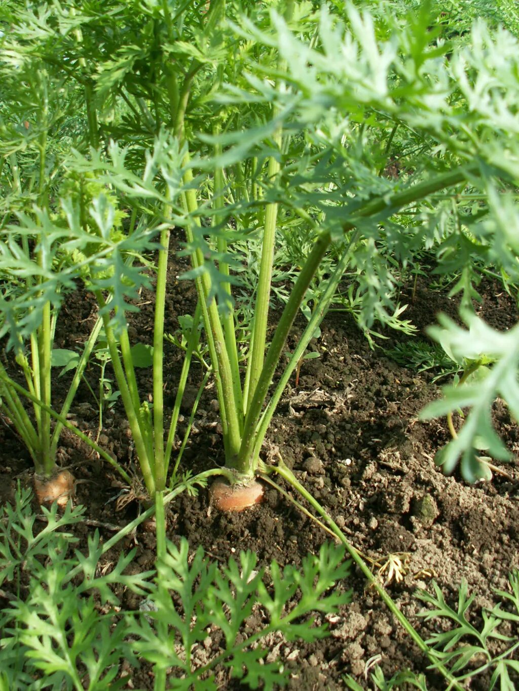 Как обрезать ботву у моркови на зиму