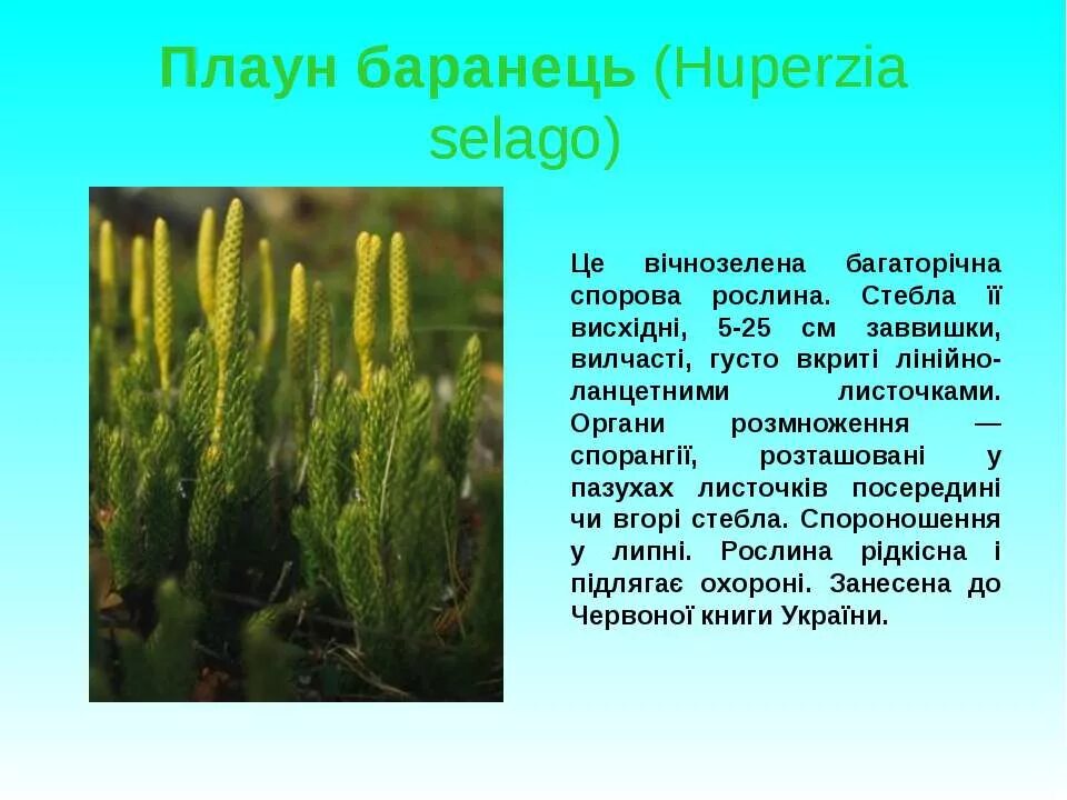 Капуста плауны. Плаун Баранец характеристика. Плаун Баранец описание. Плауны описание. Информация о плаунах.