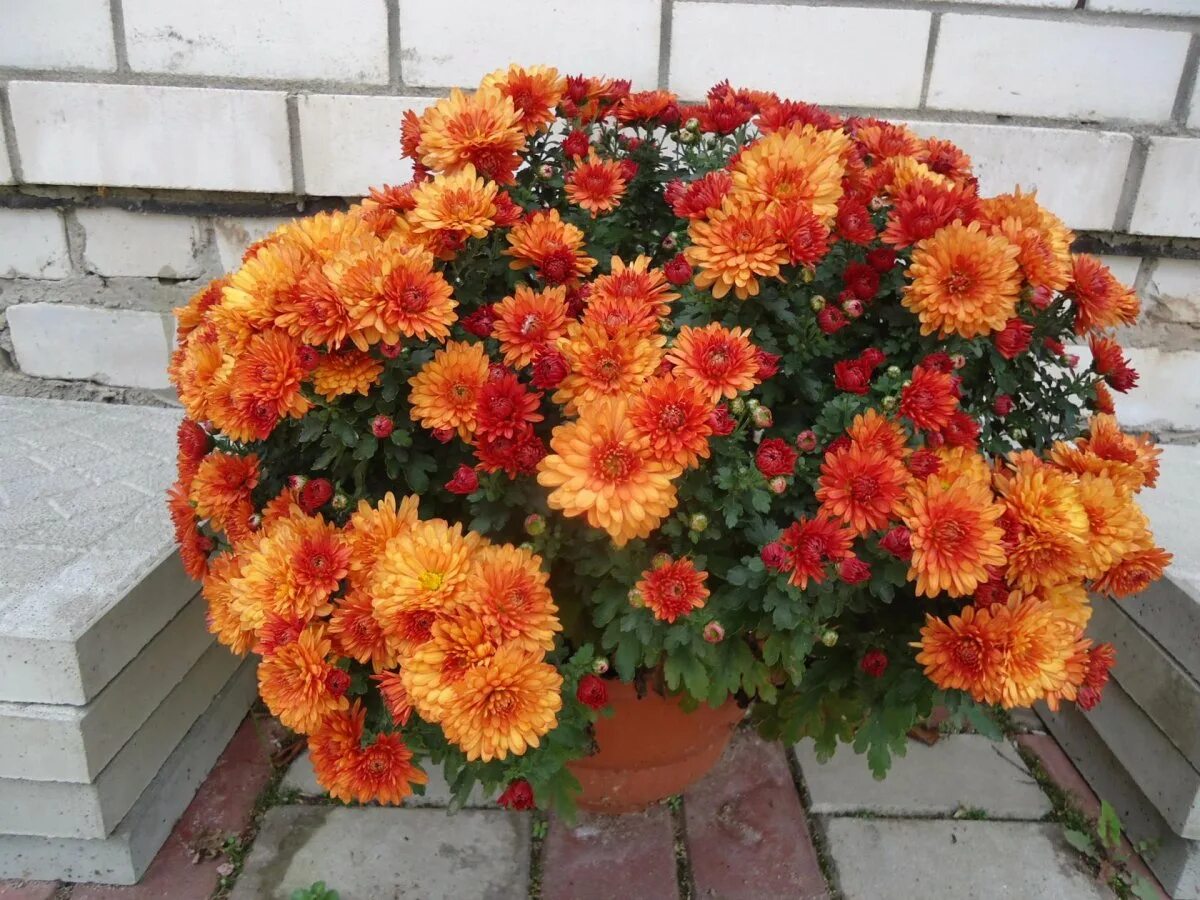 Хризантема мультифлора оранжевая. Хризантема мультифлора оранж. Хризантема мультифлора джиджи оранж. Хризантема мультифлора оранж. Хризантема мультифлора оранж стар.