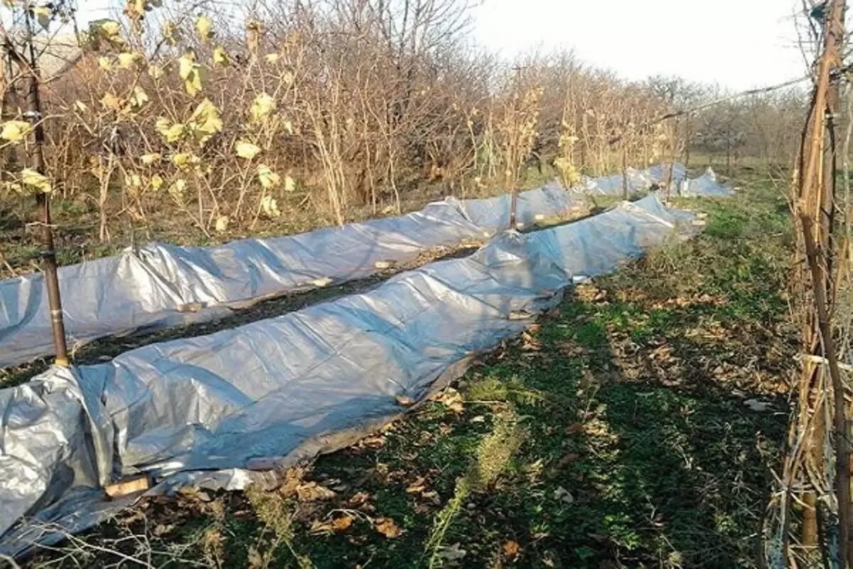 Укрытие винограда агроспаном. Подготовка винограда к зиме в сибири. Укрытие винограда агроспаном. Укрыть виноград на зиму. Винограда средней полосы укрывают.