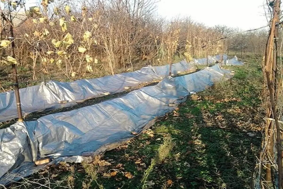 Укрытие винограда спанбондом. Агроспан укрытие винограда. Укрывной материал для винограда. Укрыть виноград на зиму.