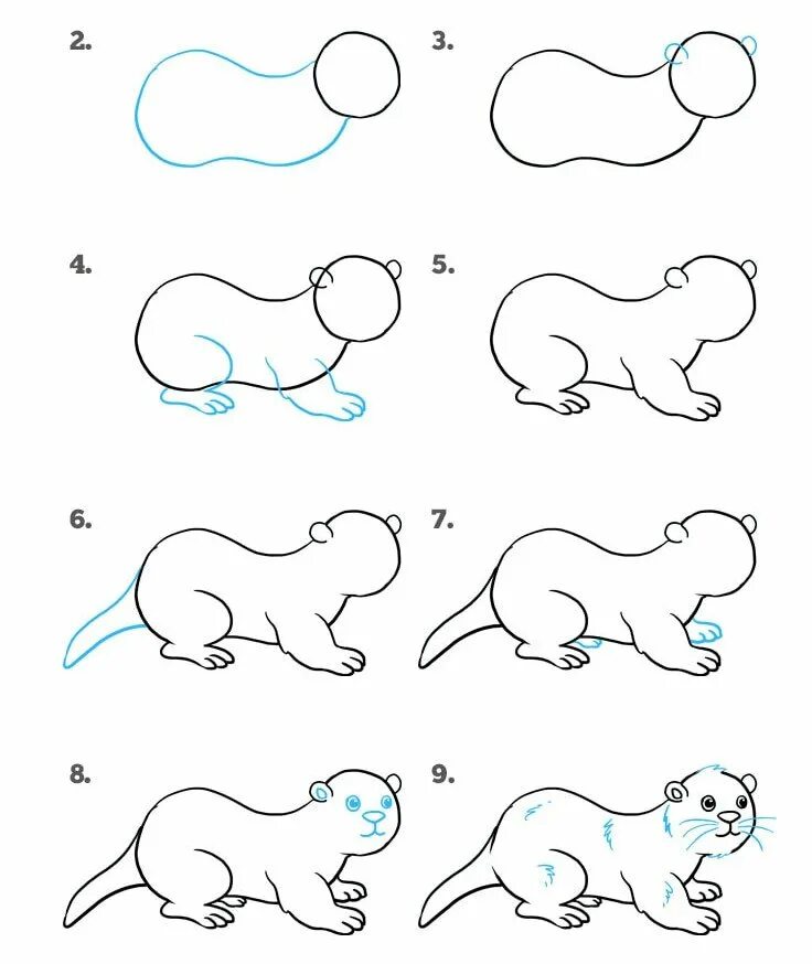 Суслик схема. Хорек рисунок карандашом. Млекопитающие рисунок. Хорек рисунок для срисовки. Хорек поэтапное рисование.
