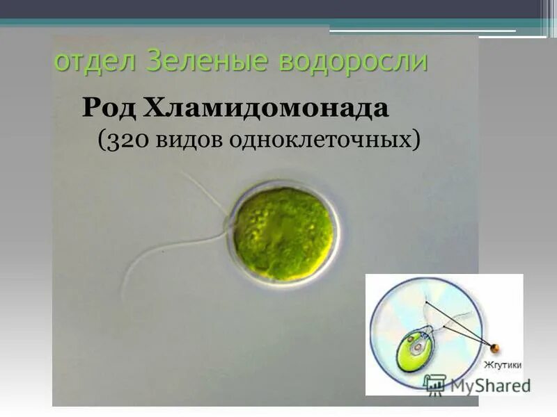 Лабораторная работа строение одноклеточной водоросли хламидомонады. Лабораторная работа строение одноклеточной водоросли хламидомонады