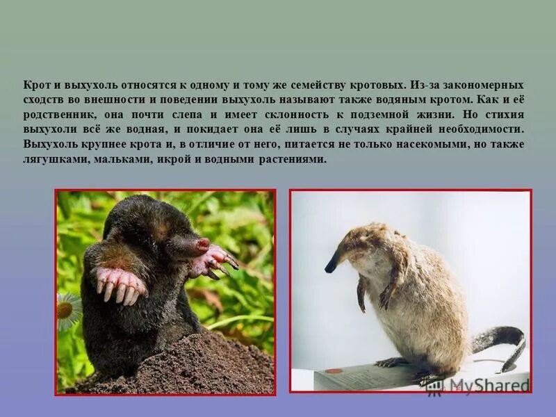 Отряд насекомоядные крот. Насекомоядные выхухоль. Русская выхухоль. Пиренейская выхухоль. Выхухоль и крот.