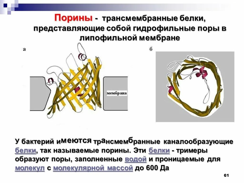 Спорообразование у бактерий. Строение муреина. Порины в мембране. Порин. Vdac structure.