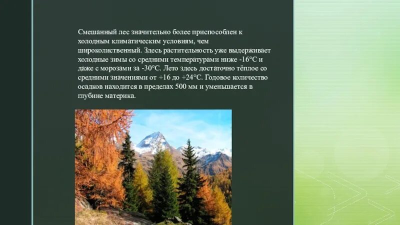 Какие условия в смешанных лесах. Смешанные леса презентация. Смешанные леса климатические условия. Смешанные леса доклад. Смешанный лес презентация по разнообразию.