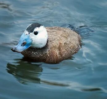 Duckdb