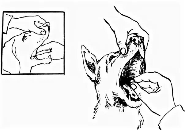 Горловой собаке. Дача лекарственных веществ собаке. Пероральное Введение лекарственных средств собаке. Введение лекарственных веществ животным. Введение лекарств через рот животным.