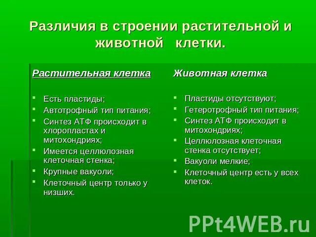 Клетка сходство различия животная растительная. Сходства растительной и животной клетки. Различия в строении растительной и животной клетки. Различия растительной и животной клетки таблица. Отличия растительной и животной клетки.