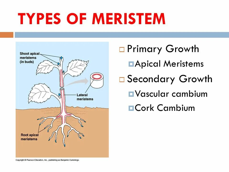 Bacteria growth curve. Cambium root. Business growth strategy. Growth matrix матрица. Growth type.