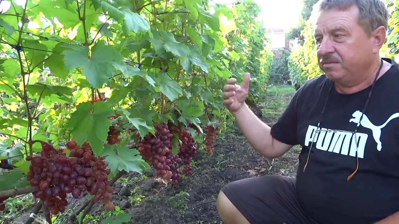 Осенний Король винограда. Виноград в короле. Розовый Король виноград. Шпак виноград