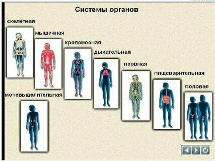 Названия систем организма человека