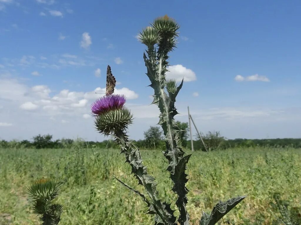стрижамент растения. краснодарский край природа кубанская равнина. лесостепь ставропольского края. растения родного края ставропольского края. презентация природа ставропольского края.