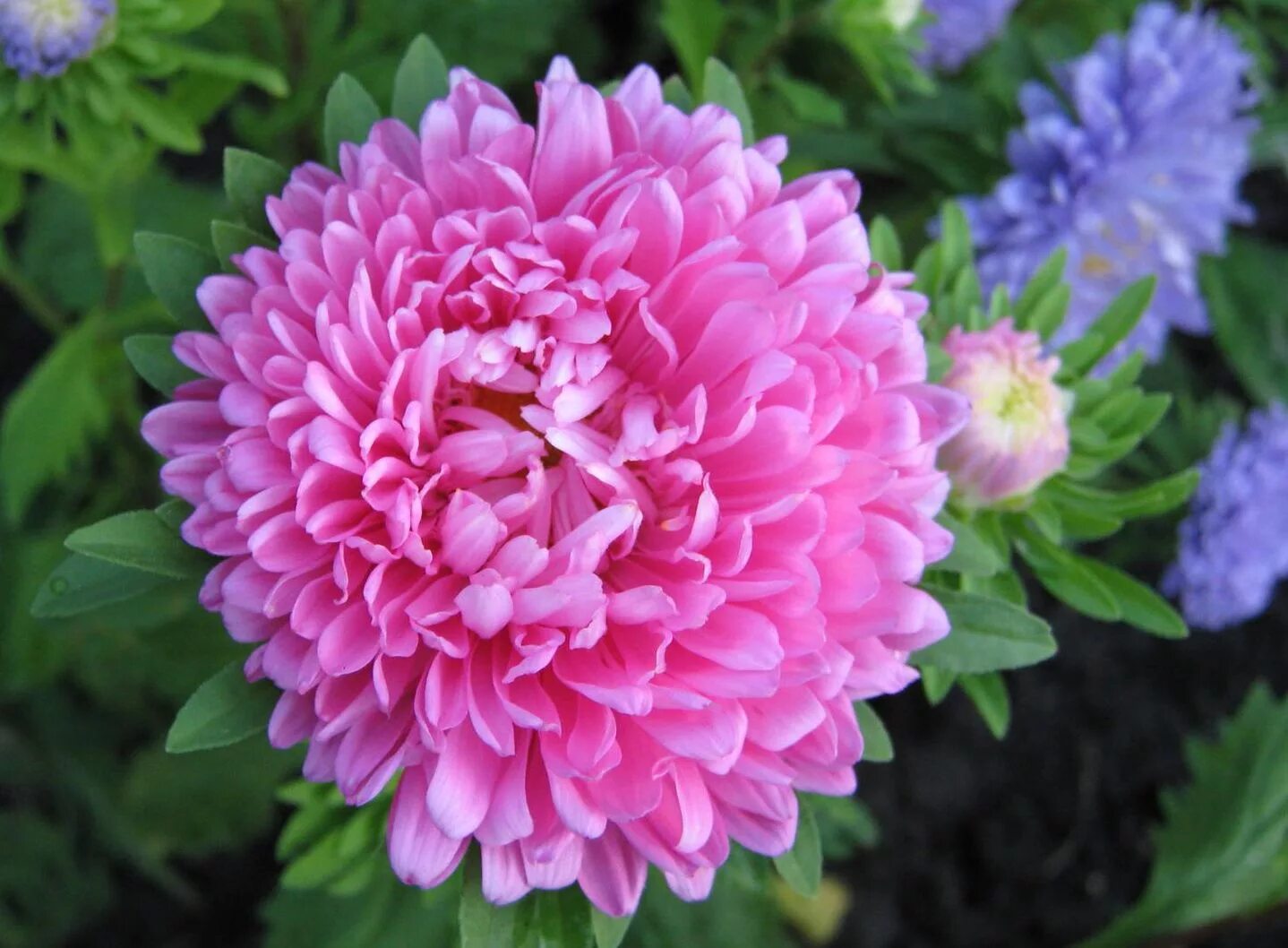 Гортензия колорфул. Георгина dahlia variabilis. Георгин--пикчерз пинк. Георгина анемоновидная фантом. Какие есть пышные цветы.