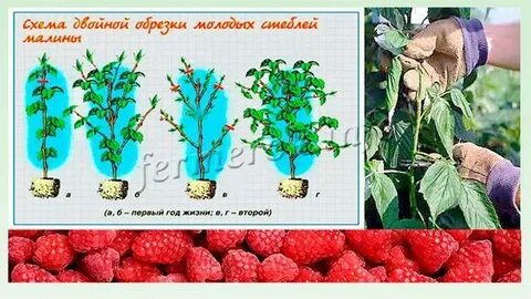 Нужно ли обрезать малиновое дерево
