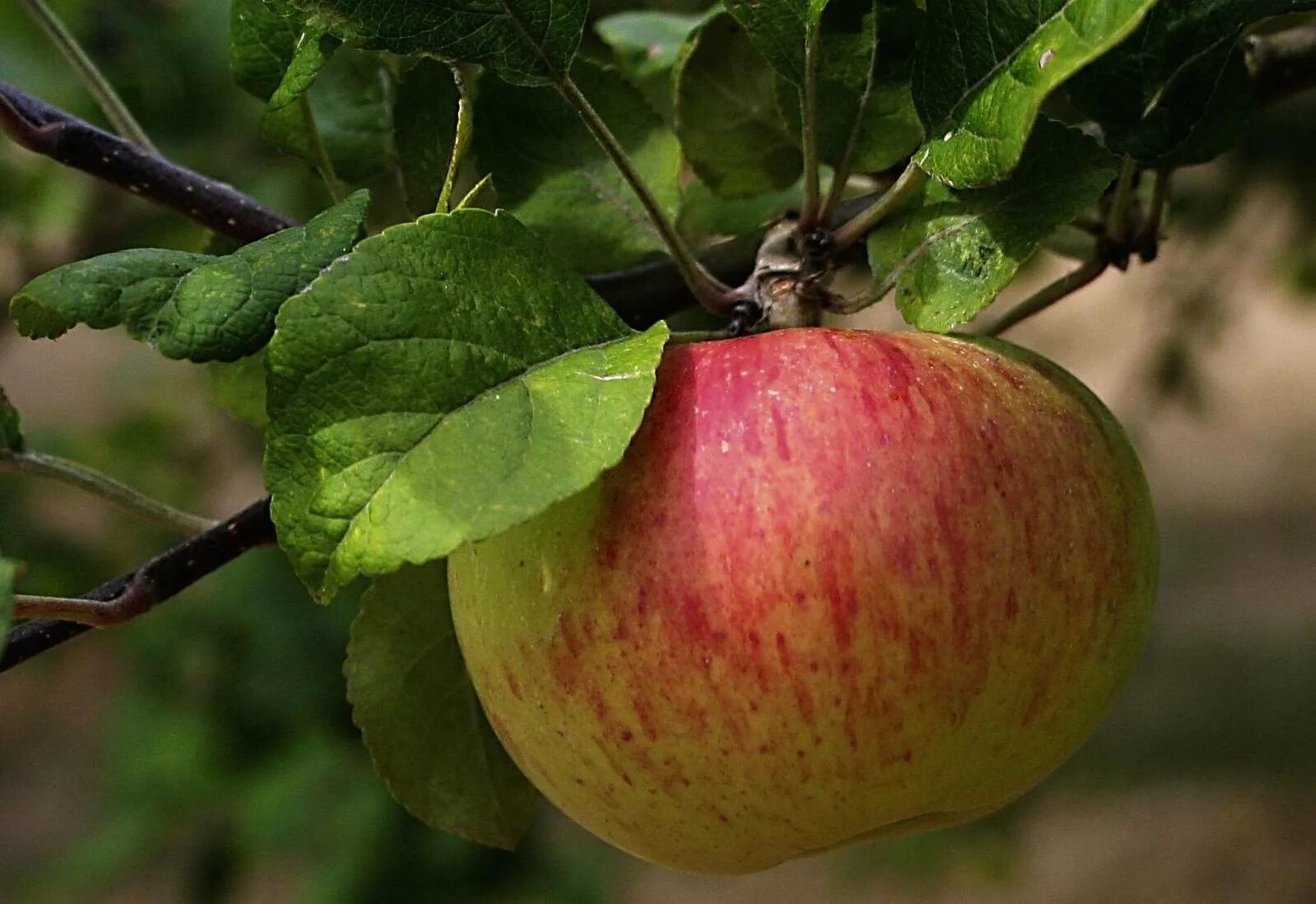 Яблоня Коробовка. Яблоня Malus domestica. Коробовка яблоня крона. Яблоня Авенариус. Первые яблоки сорт